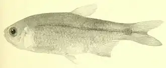 Hyphessobrycon taurocephalus