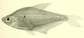 Phenacogaster beni