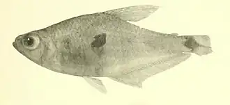 Phenacogaster tegatus