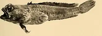 Chatrabus melanurus