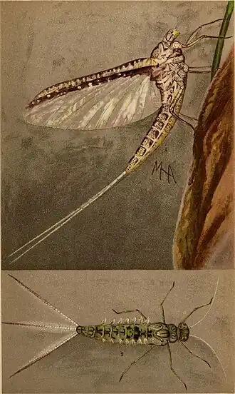 Callibaetis skokiana