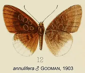 Adelotypa annulifera