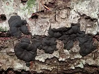 Vergroeide kogelzwam