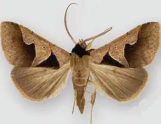 Anoba trigonoides
