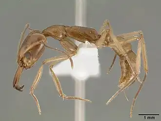 Anochetus angolensis