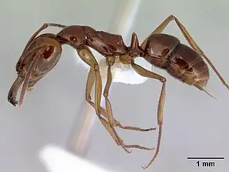 Anochetus armstrongi