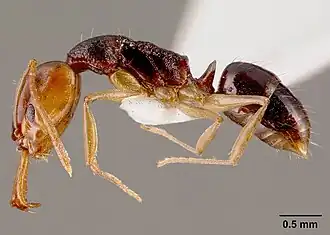 Anochetus bequaerti