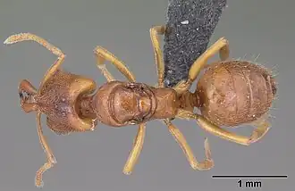 Anochetus grandidieri