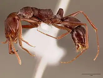 Anochetus levaillanti