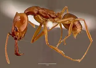 Anochetus natalensis