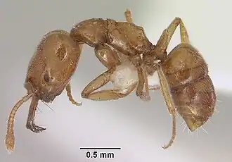 Anochetus punctaticeps