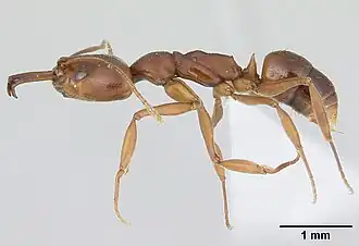 Anochetus simoni