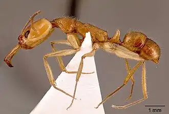 Anochetus traegaordhi
