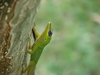 Anolis trinitatis