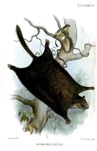 Dwergstekelstaarteekhoorn