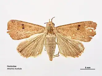 Anomis involuta