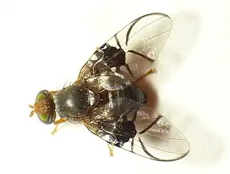 Anomoia purmunda