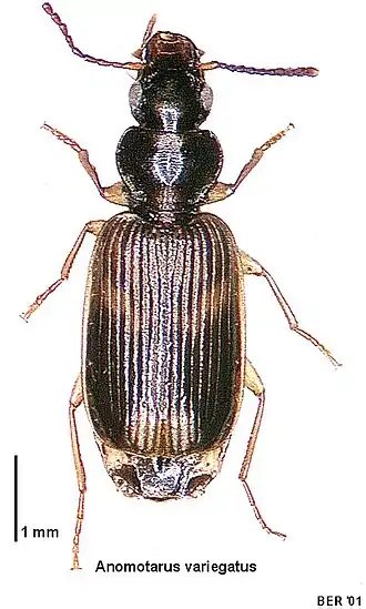 Anomotarus variegatus
