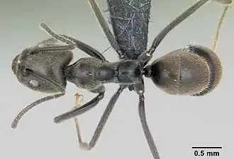 Anonychomyrma gilberti