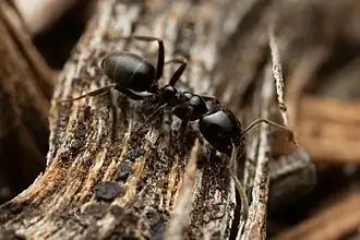 Anonychomyrma nitidiceps