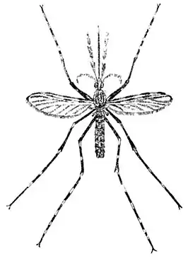 Anopheles lutzii