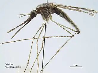 Anopheles amictus