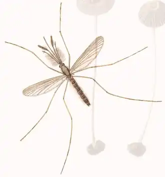 Anopheles claviger