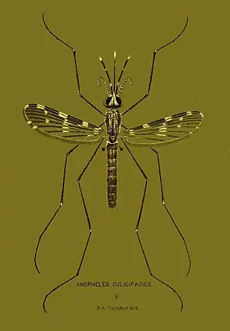 Anopheles culicifacies