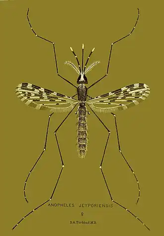 Anopheles jeyporiensis