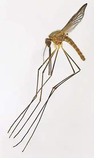 Anopheles plumbeus