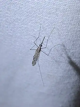 Anopheles pseudopunctipennis