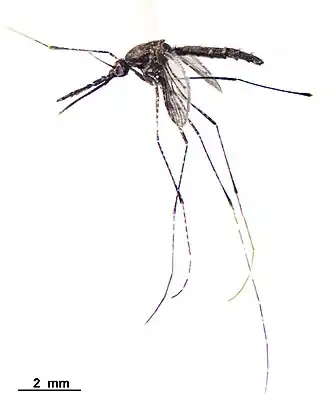 Anopheles vestitipennis