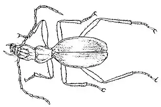 Anophthalmus hirtus