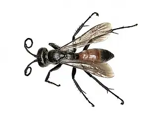 Gewone borstelspinnendoder