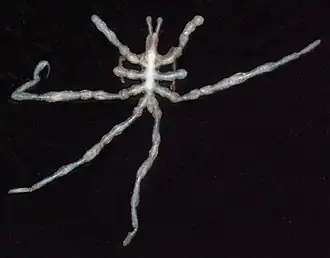 Anoplodactylus petiolatus