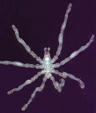 Anoplodactylus pygmaeus