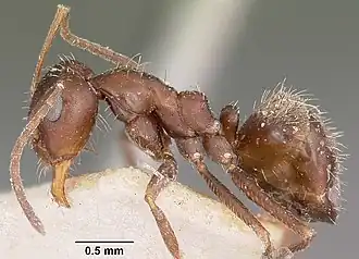 Anoplolepis steingroeveri