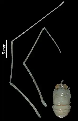 Anoplonida cracentis