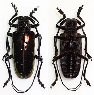 Anoplophora albopicta