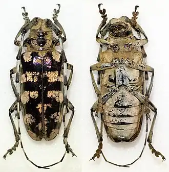 Anoplophora longehirsuta