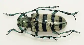 Anoplophora medenbachii