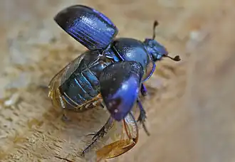 Anoplotrupes stercorosus