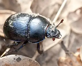 Anoplotrupes stercorosus