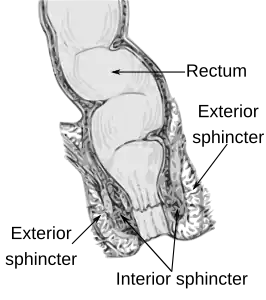 Musculus sphincter ani externus