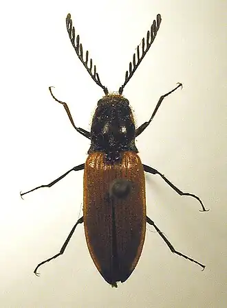 Anostirus castaneus