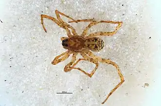 Anoteropsis forsteri