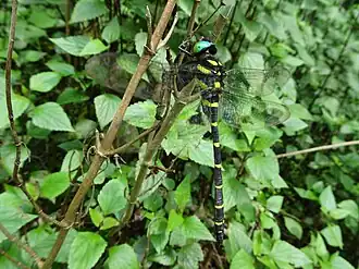 Anotogaster nipalensis