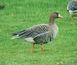 Kolgans (Anser albifrons)