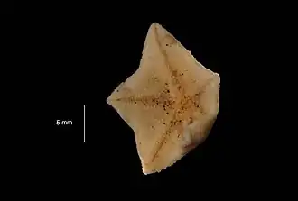 Anseropoda antarctica