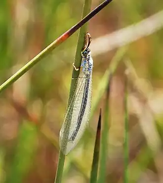 Myrmeleon (Myrmeleon) hyalinus